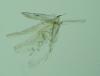 Phyllonorycter salicicolella
